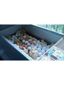 Инкубатор цифровой автоматический "БЛИЦ НОРМА" (72 яйца)